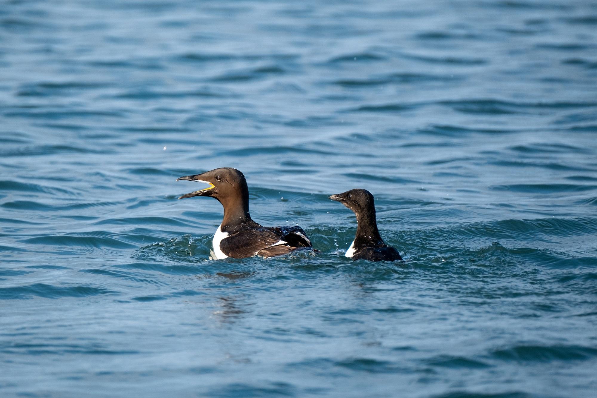 To fugler som svømmer i en fjord