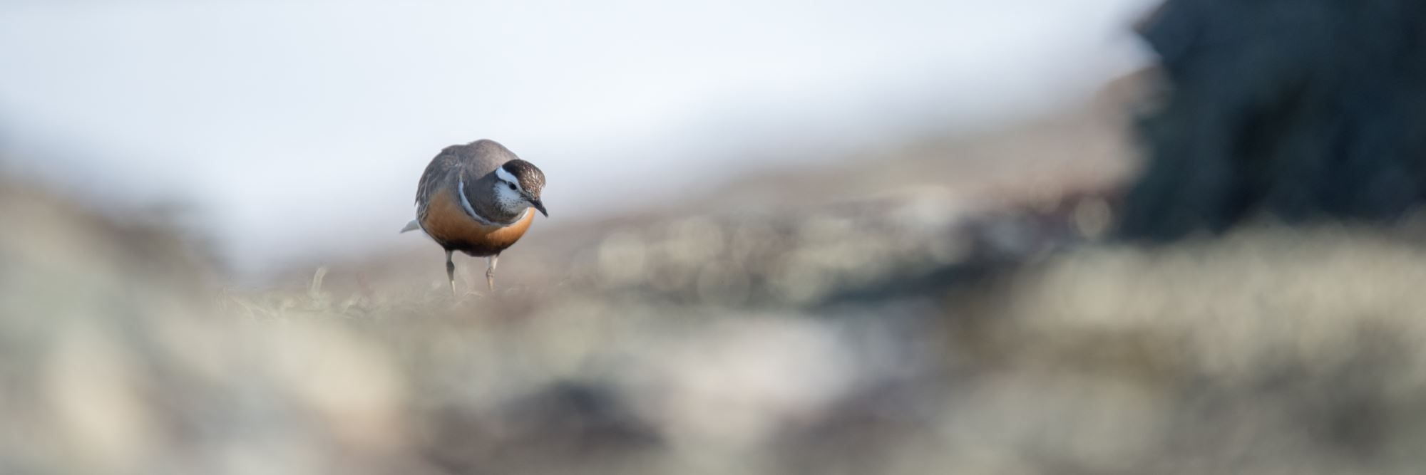 Bird watching with guide
