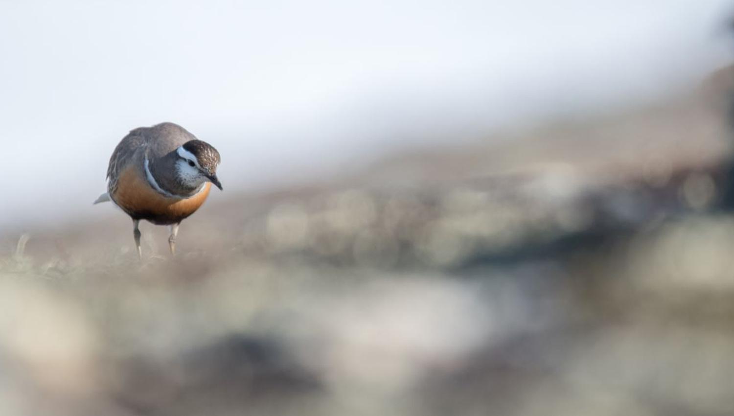 Bird watching with guide