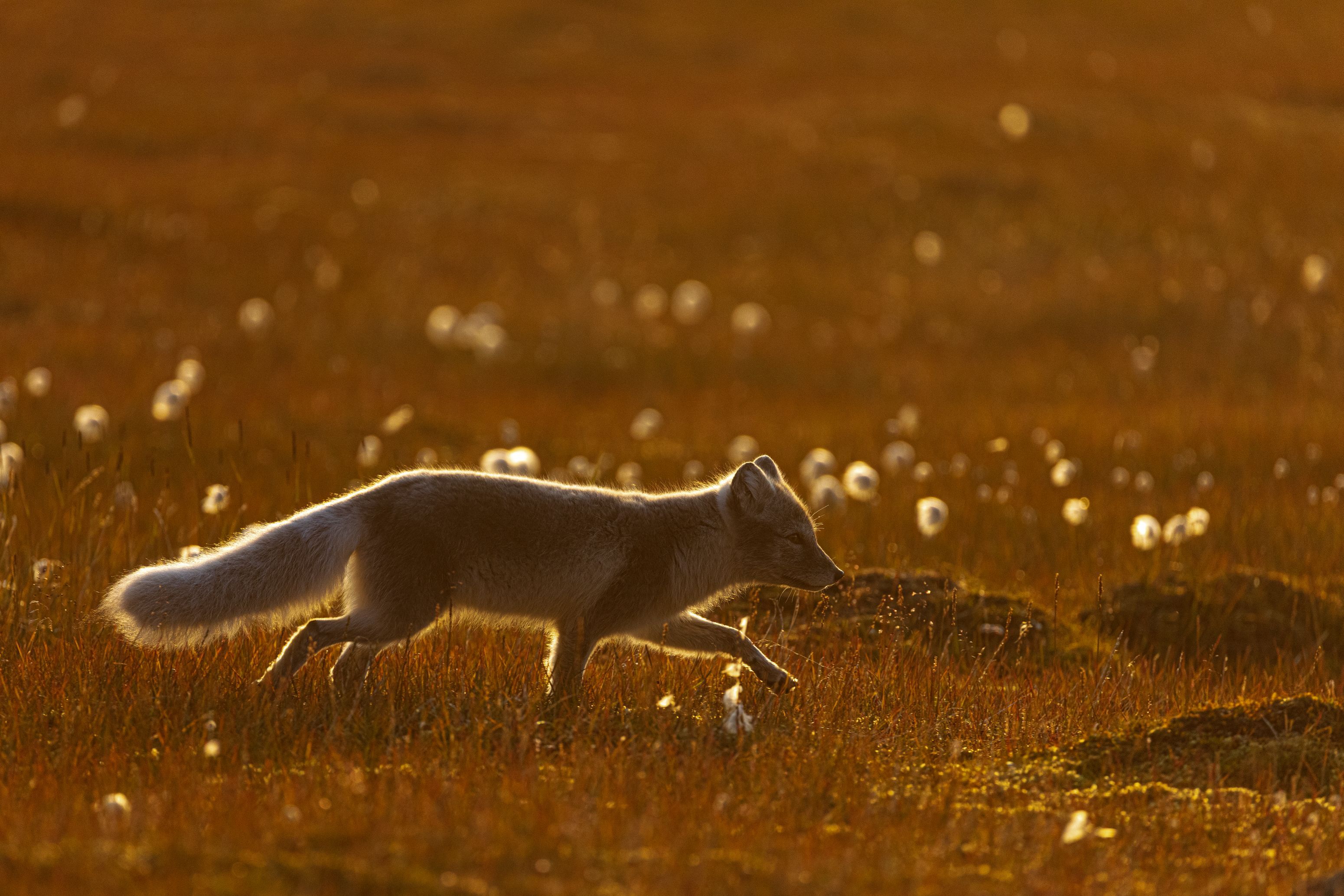 Arctic fox on tundra.