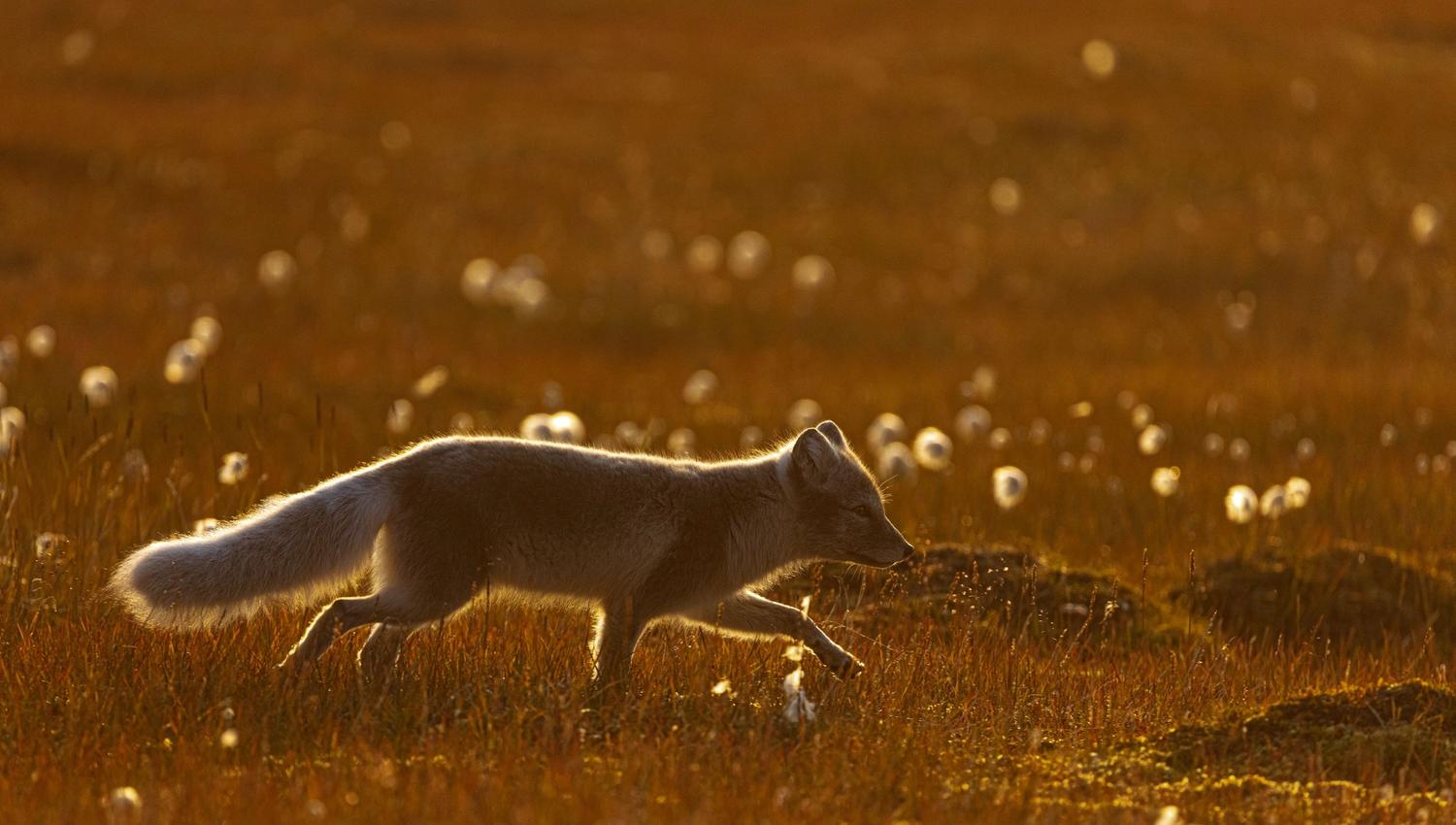 Arctic fox on tundra.