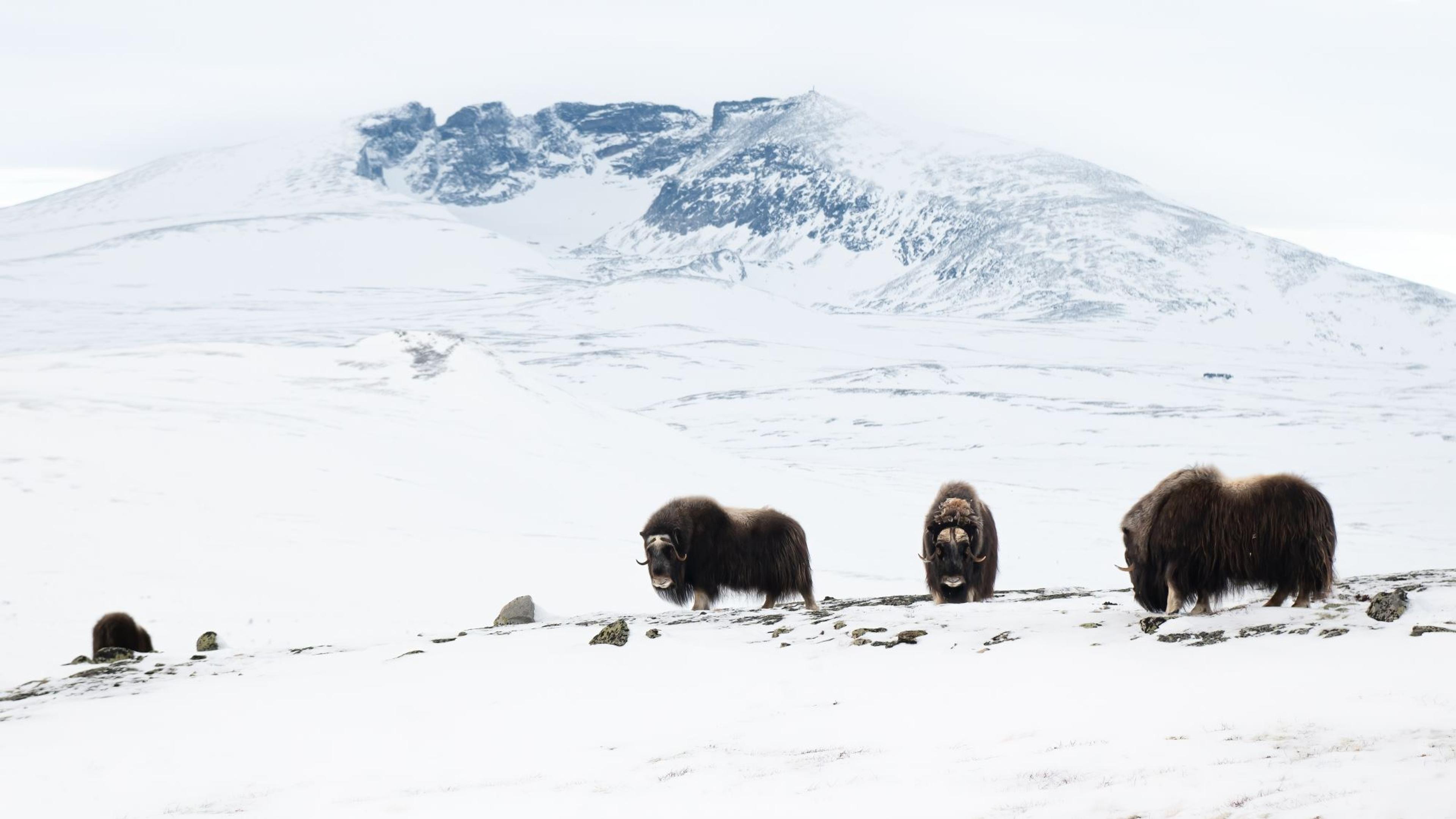 Photo Safari / Personal Tour