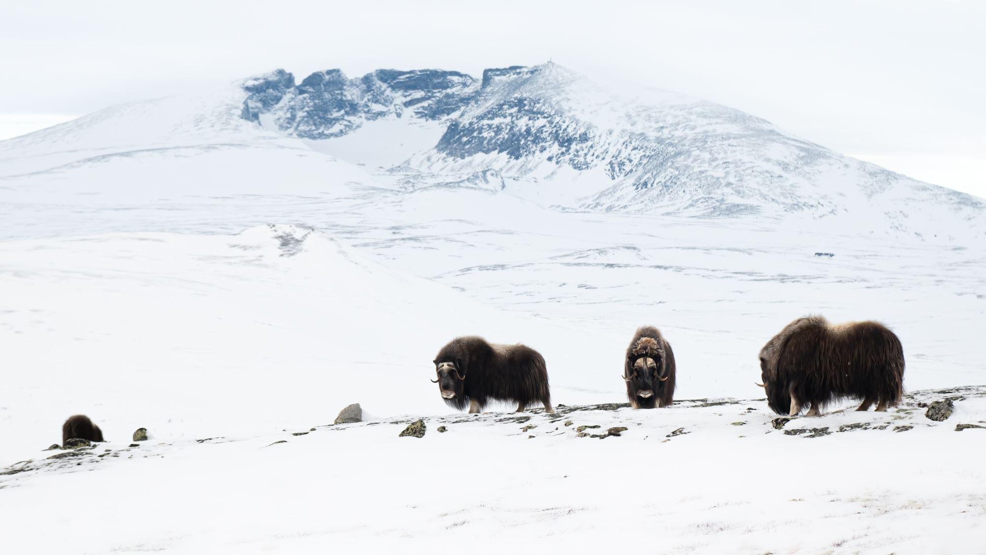 Photo Safari / Personal Tour