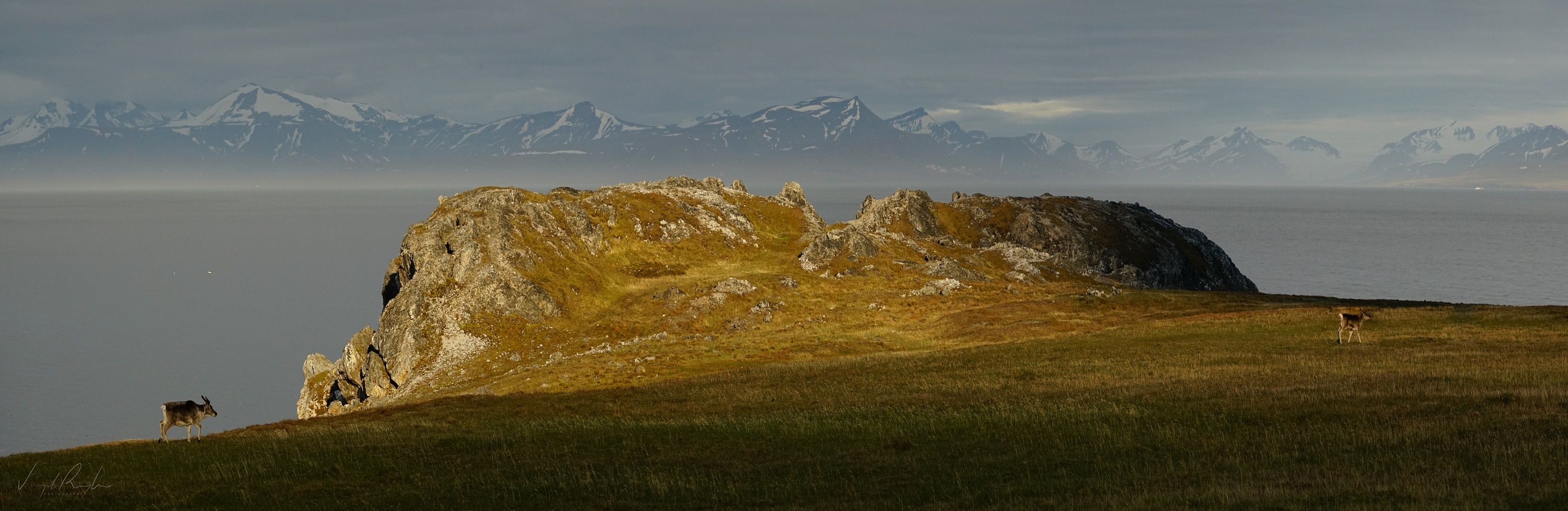 A reindeer wandering by a cliff next to a fjord