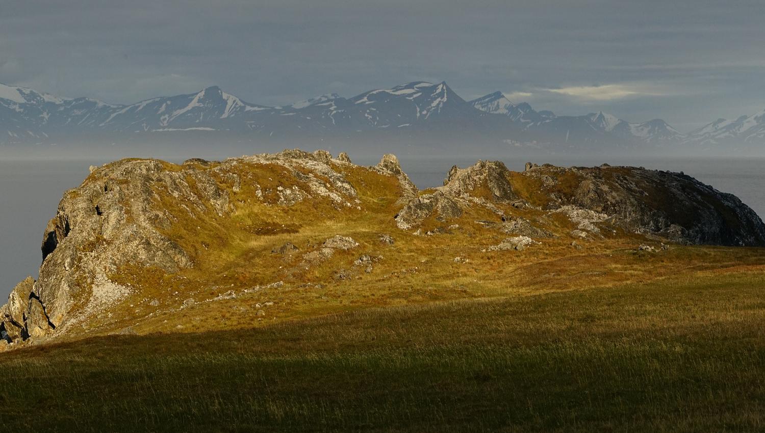 A reindeer wandering by a cliff next to a fjord