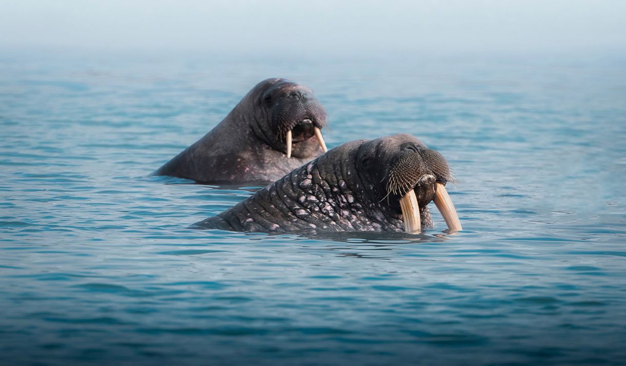 Two walruses sticking their heads up from the sea