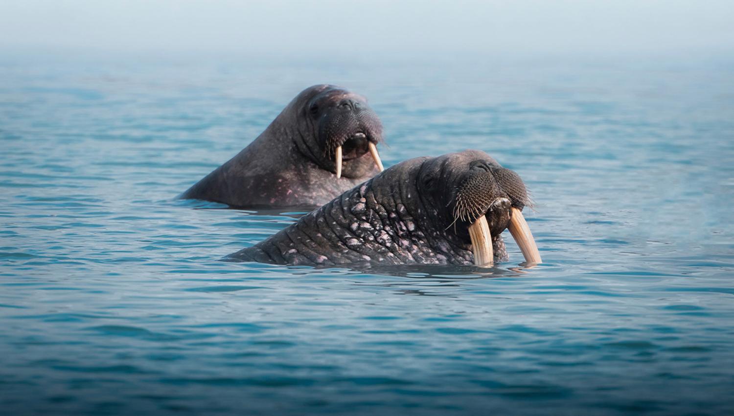 Two walruses sticking their heads up from the sea