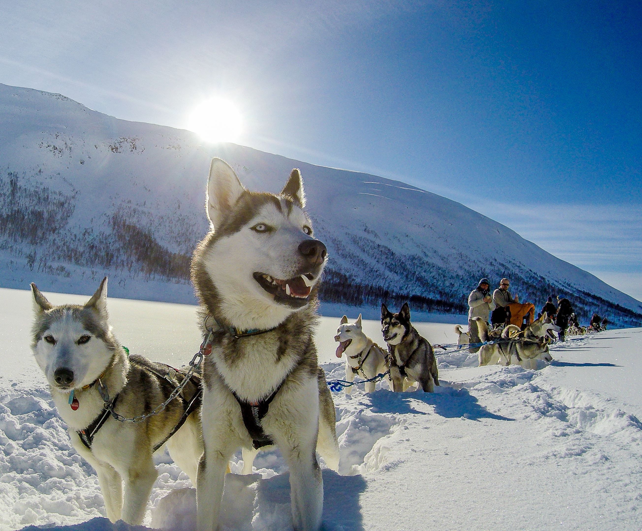 Alaska husky hundeslede i et solfylt og snødekket landskap