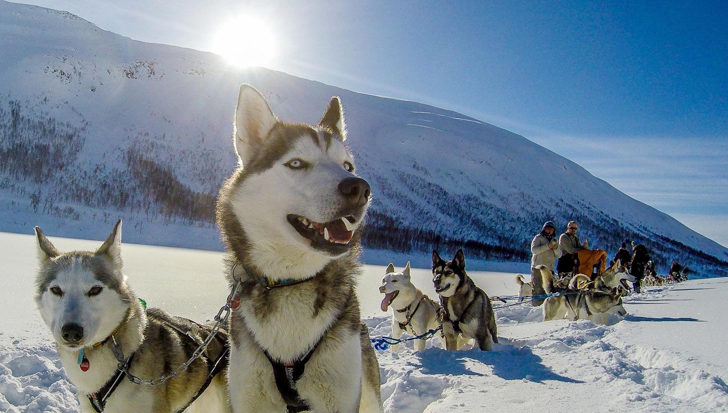 Alaska husky hundeslede i et solfylt og snødekket landskap