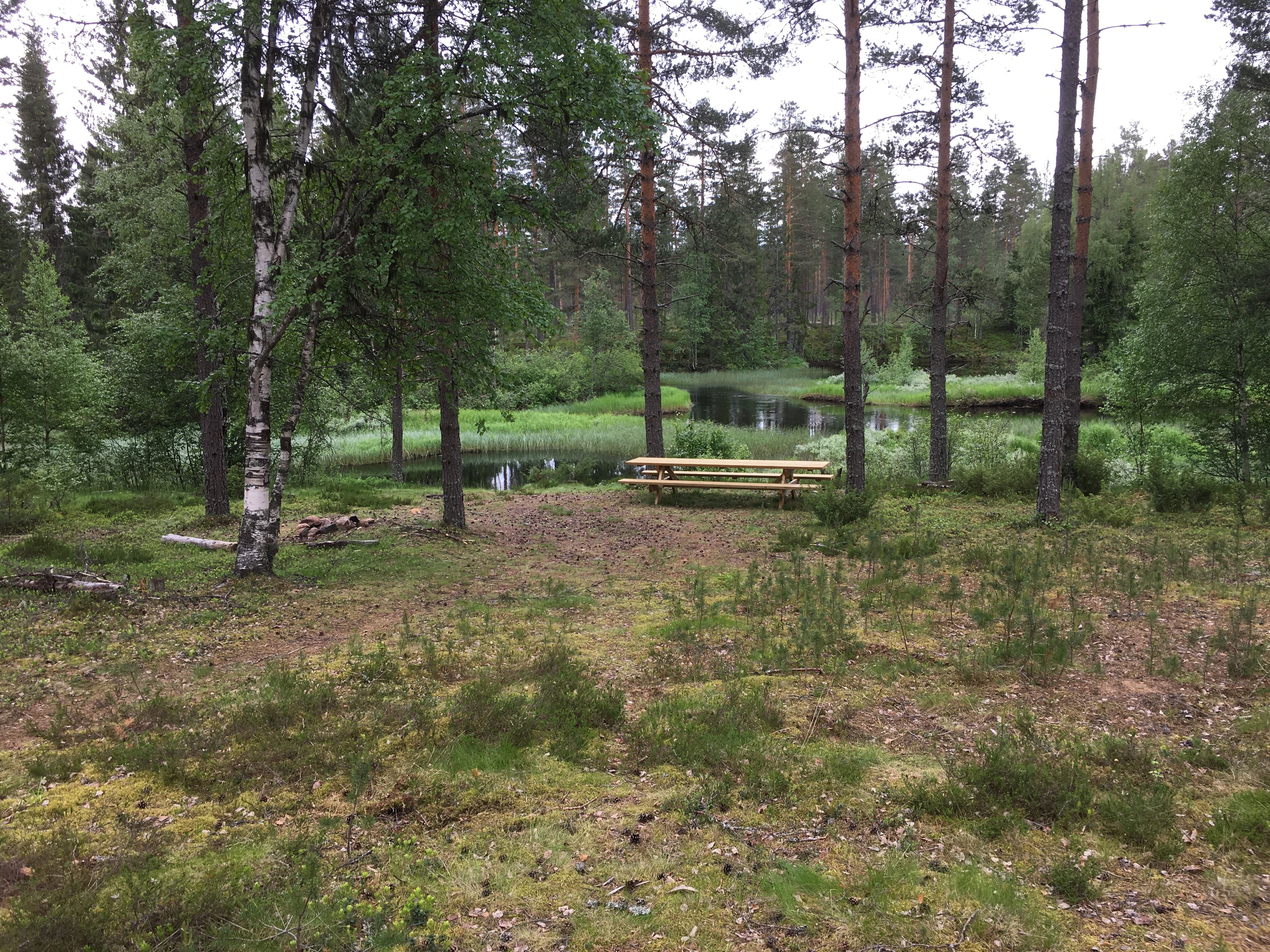 Fint skogsterreng ved Kynna