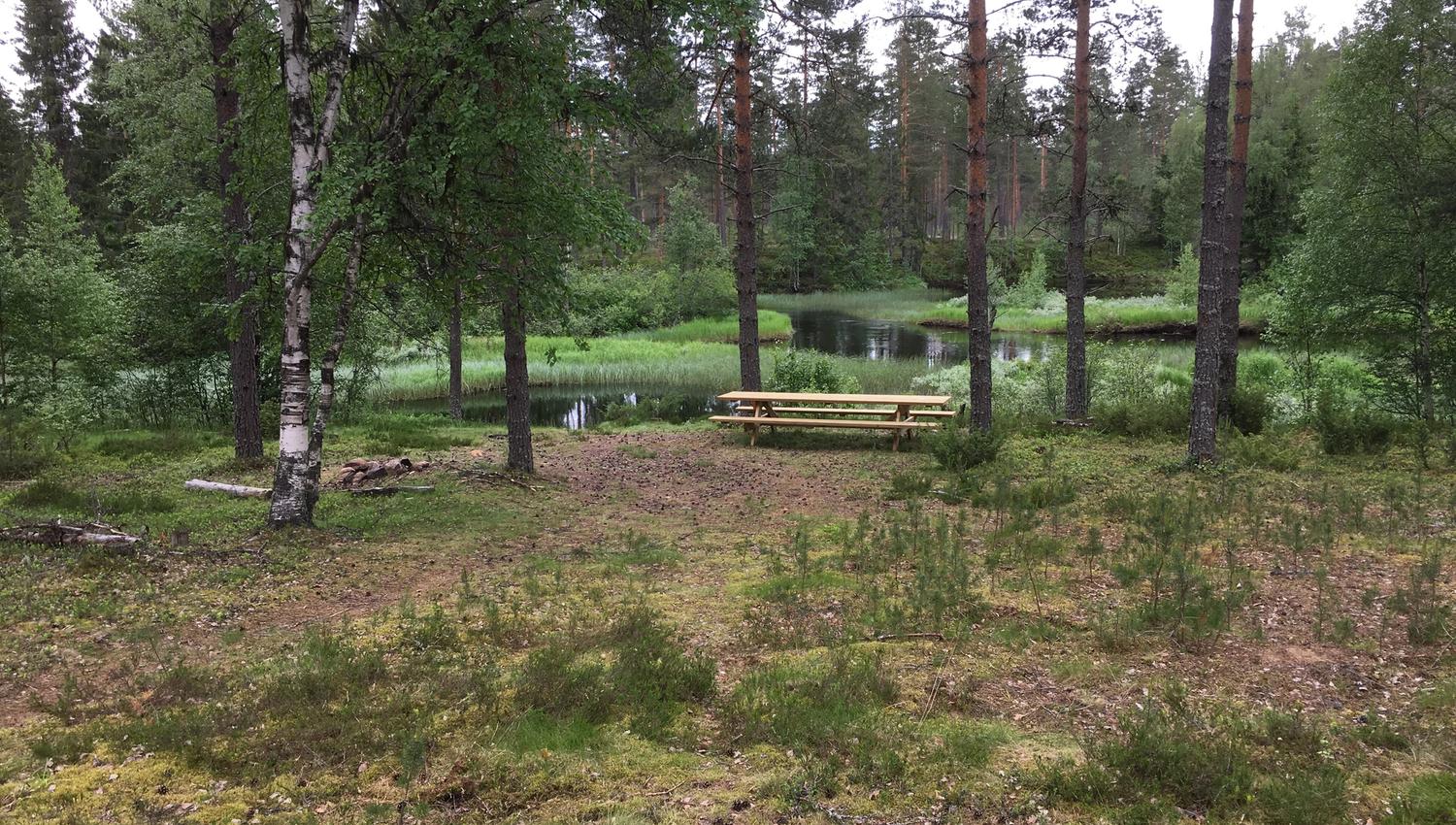Fint skogsterreng ved Kynna