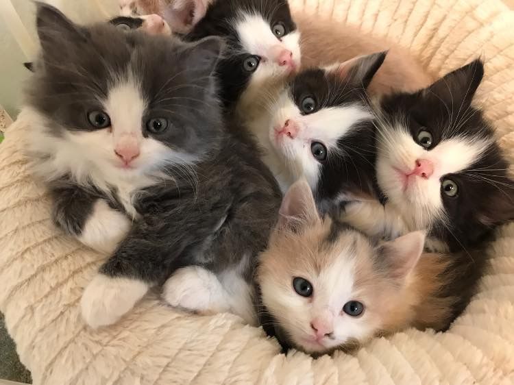 Kittens