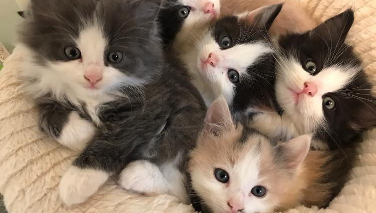 Kittens