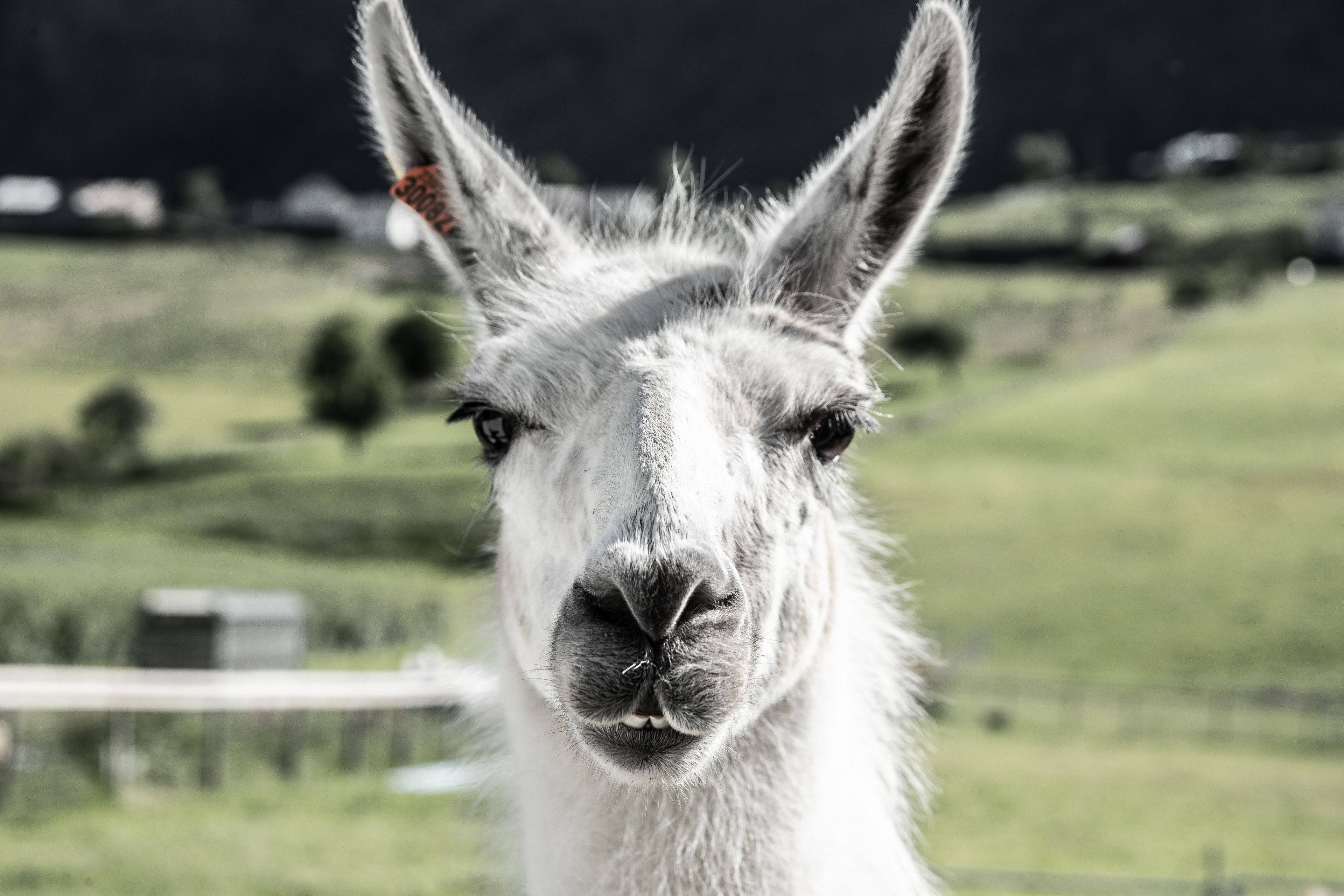 Skjolden Llamas