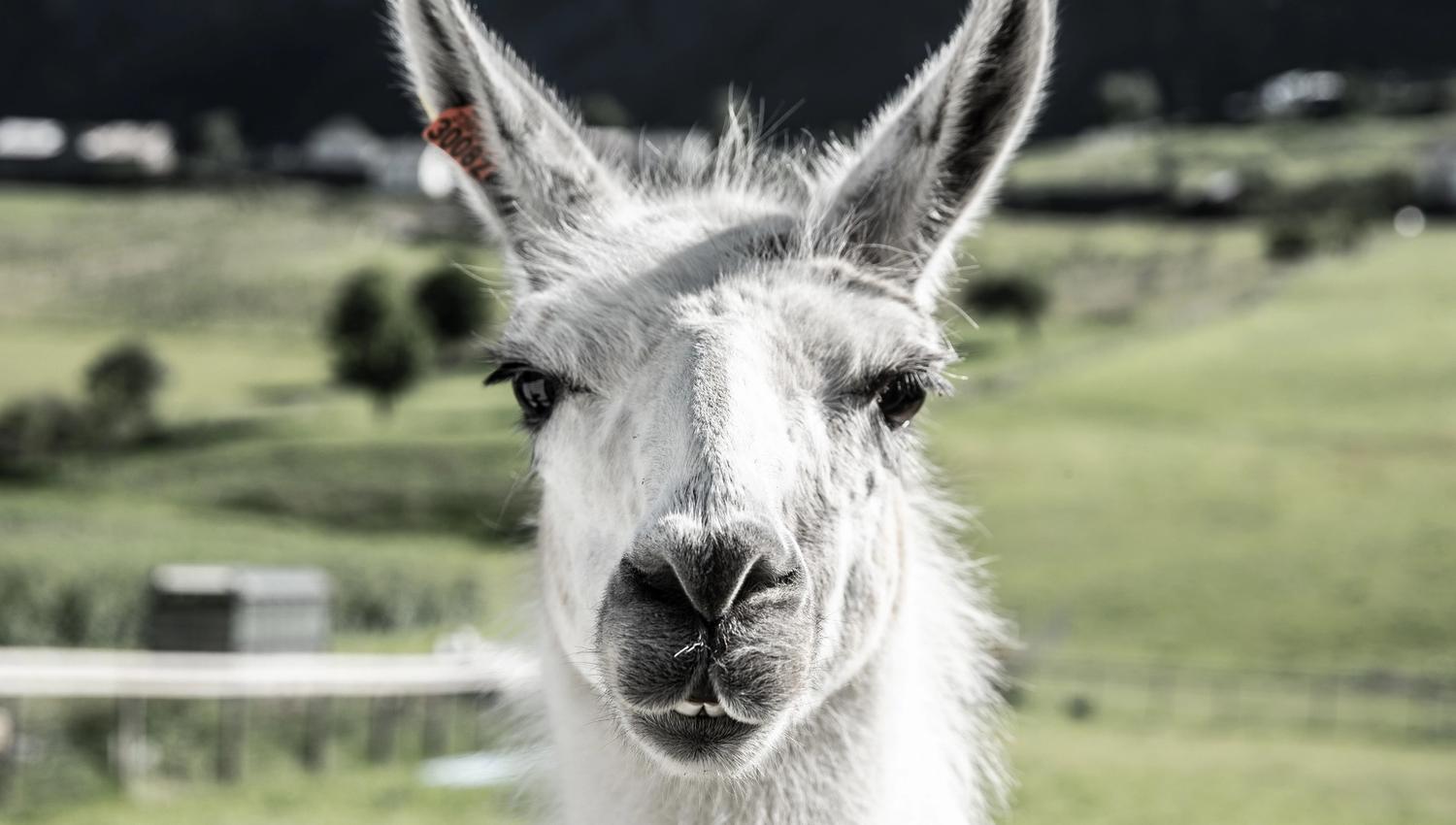 Skjolden Llamas
