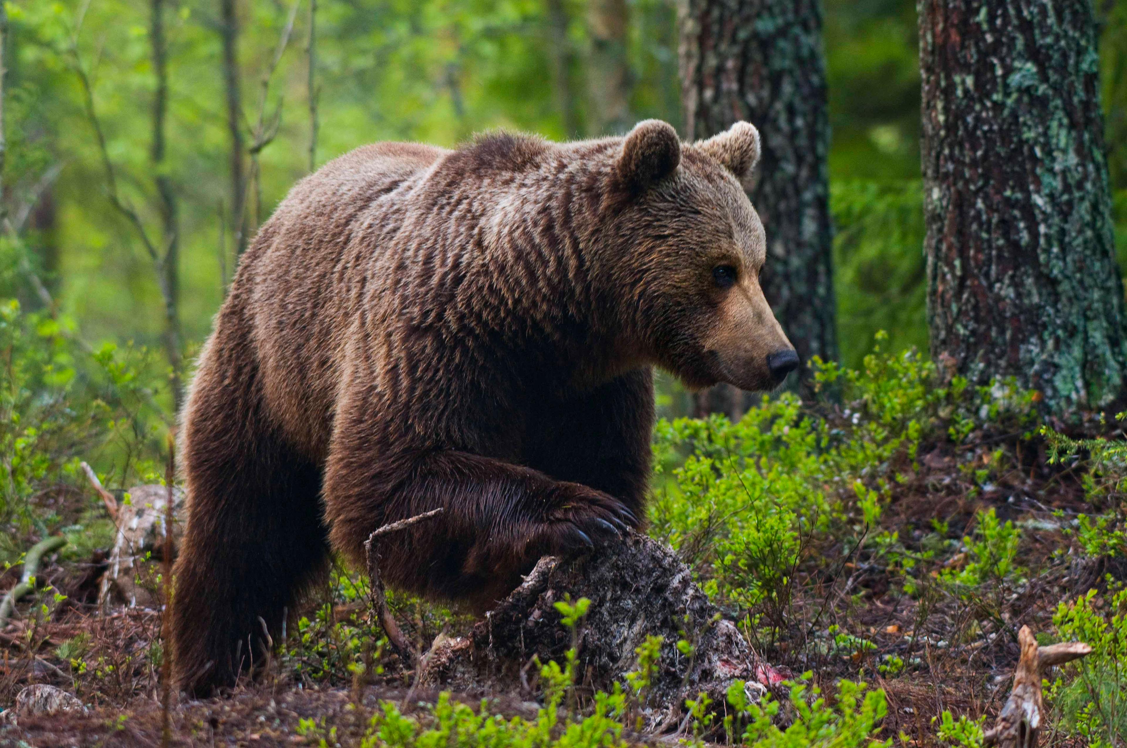 Brunbjørn i skogen.
