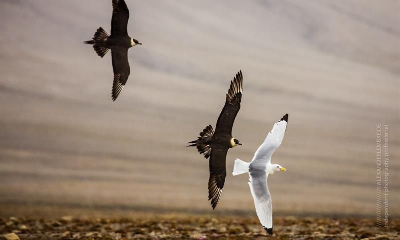 Two Arctic Skuas chasing a gull 
