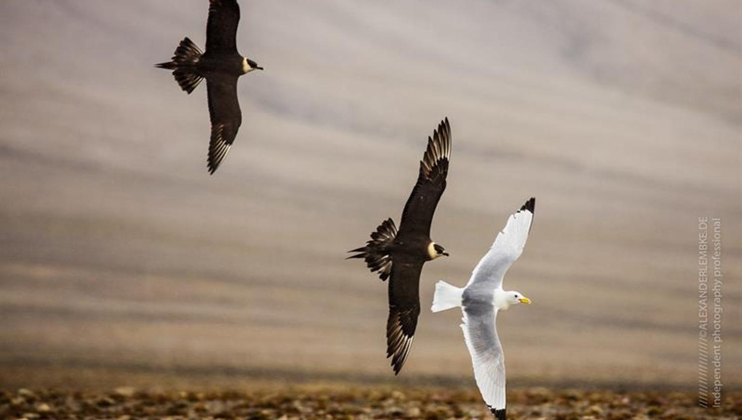Two Arctic Skuas chasing a gull