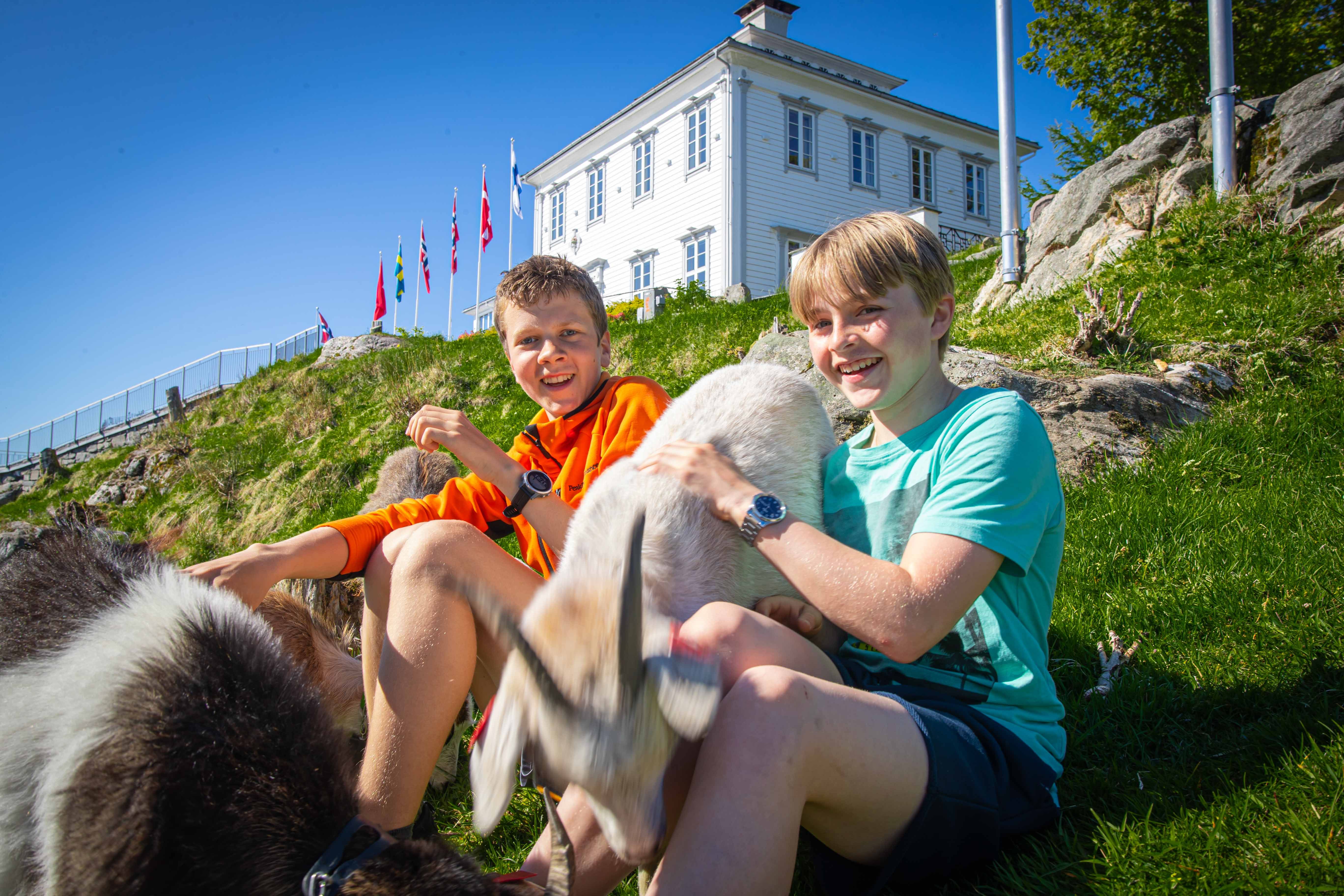 Geitene på Fløyen