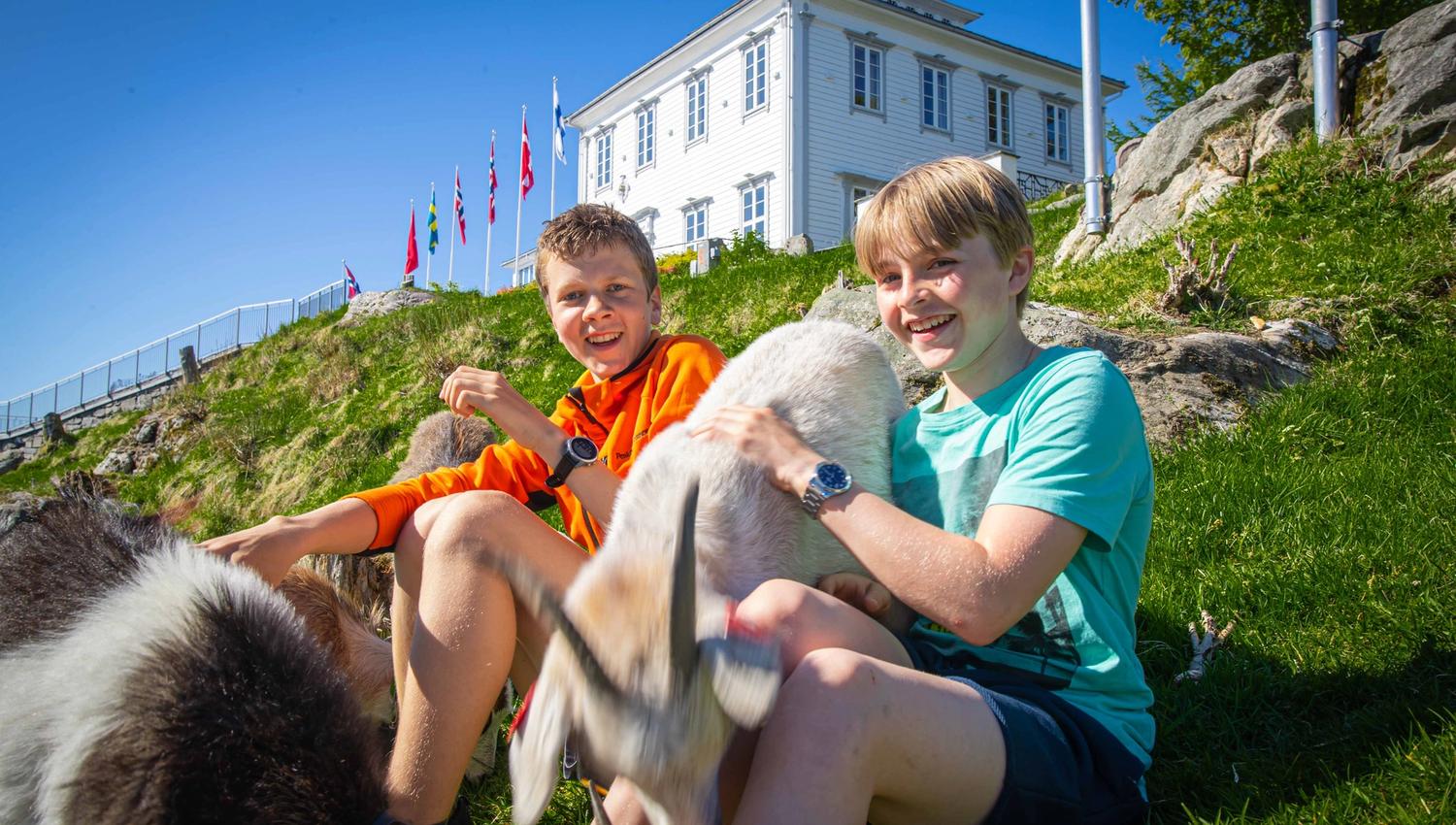 Geitene på Fløyen