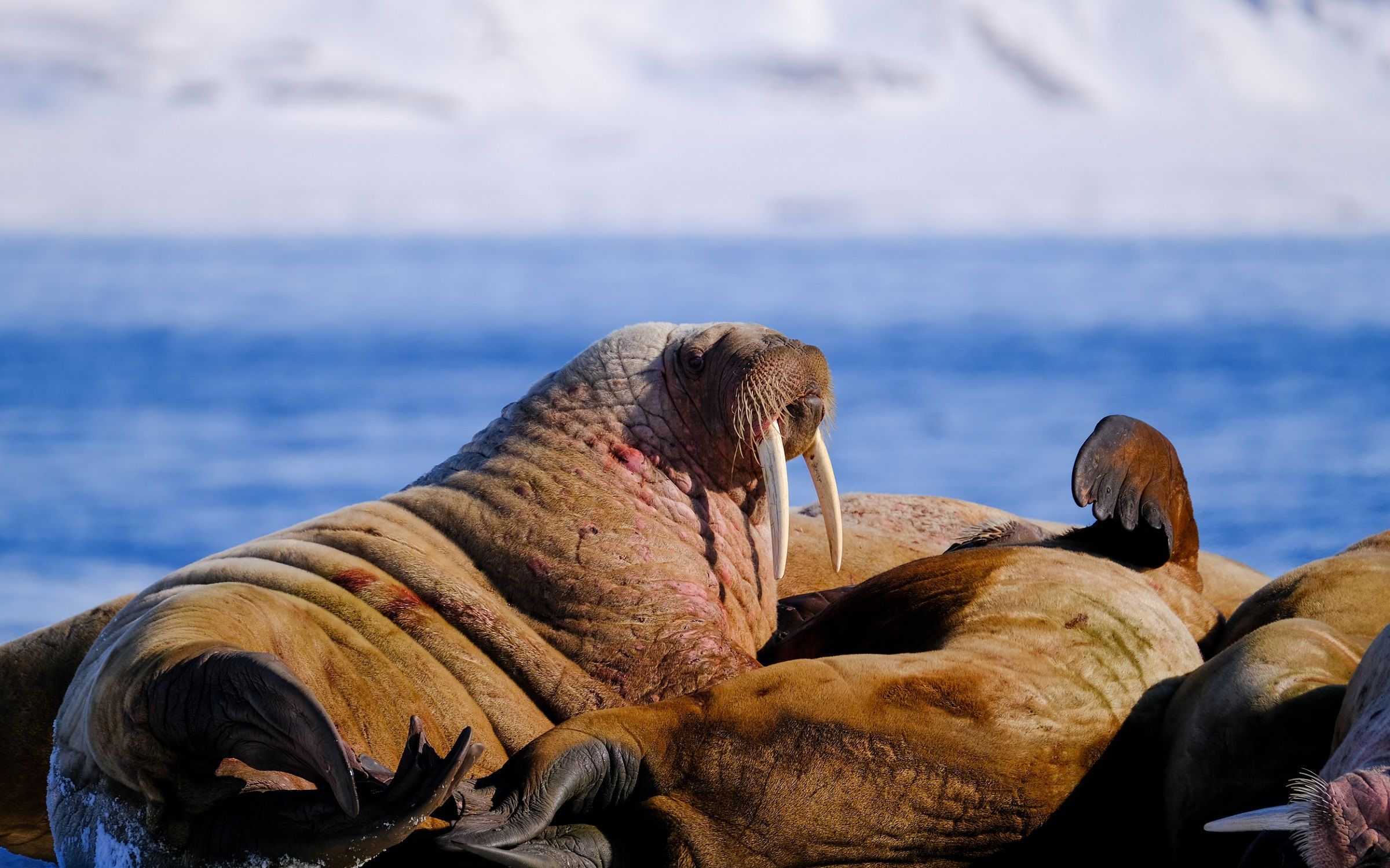 Walruses in a walrus colony with a fjord in the background
