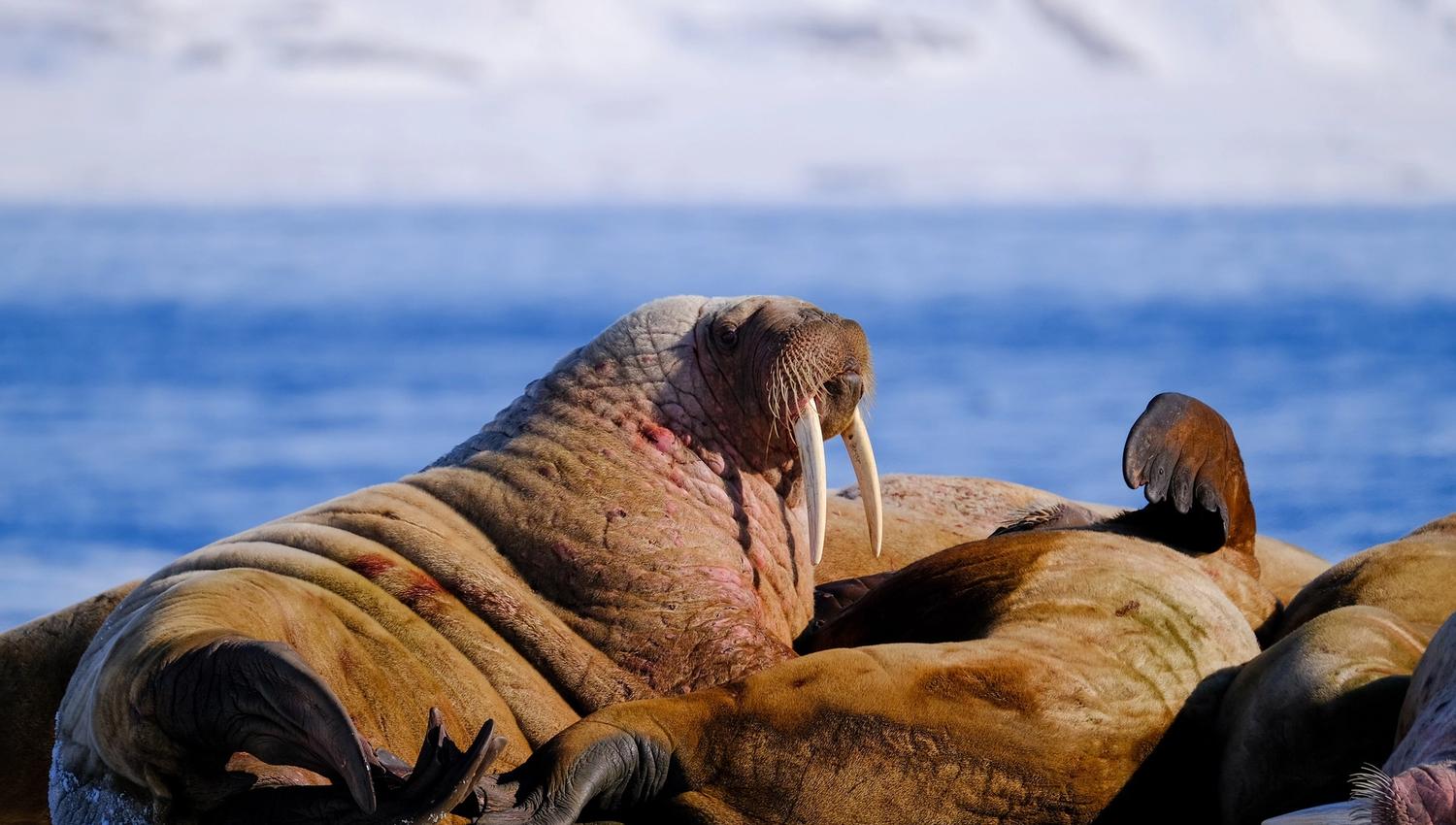 Walruses in a walrus colony with a fjord in the background