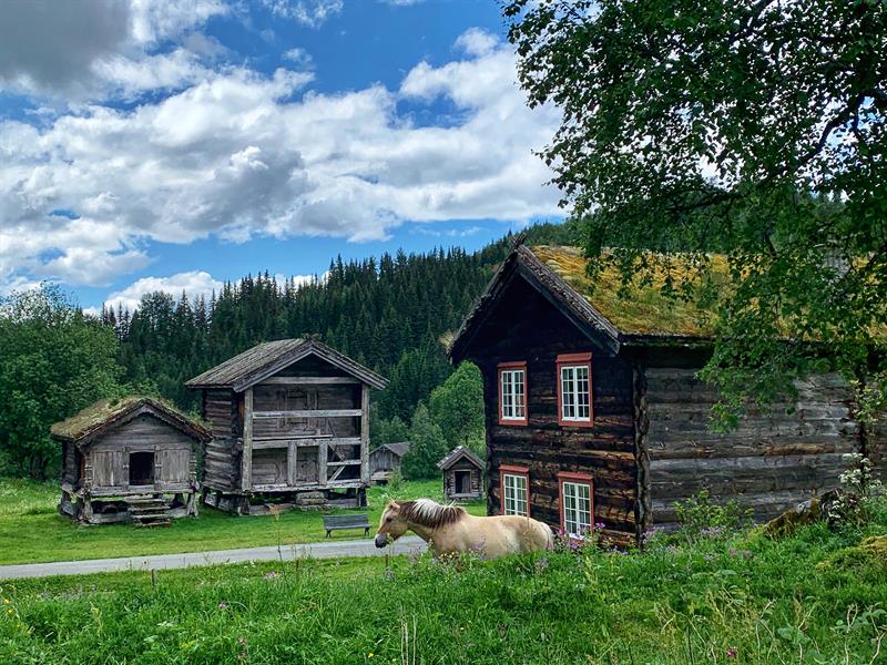 Hest på beite bak Uppistog Vindlaus, Vest-Telemark museum Eidsborg.