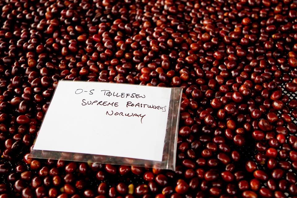unroasted coffee beans