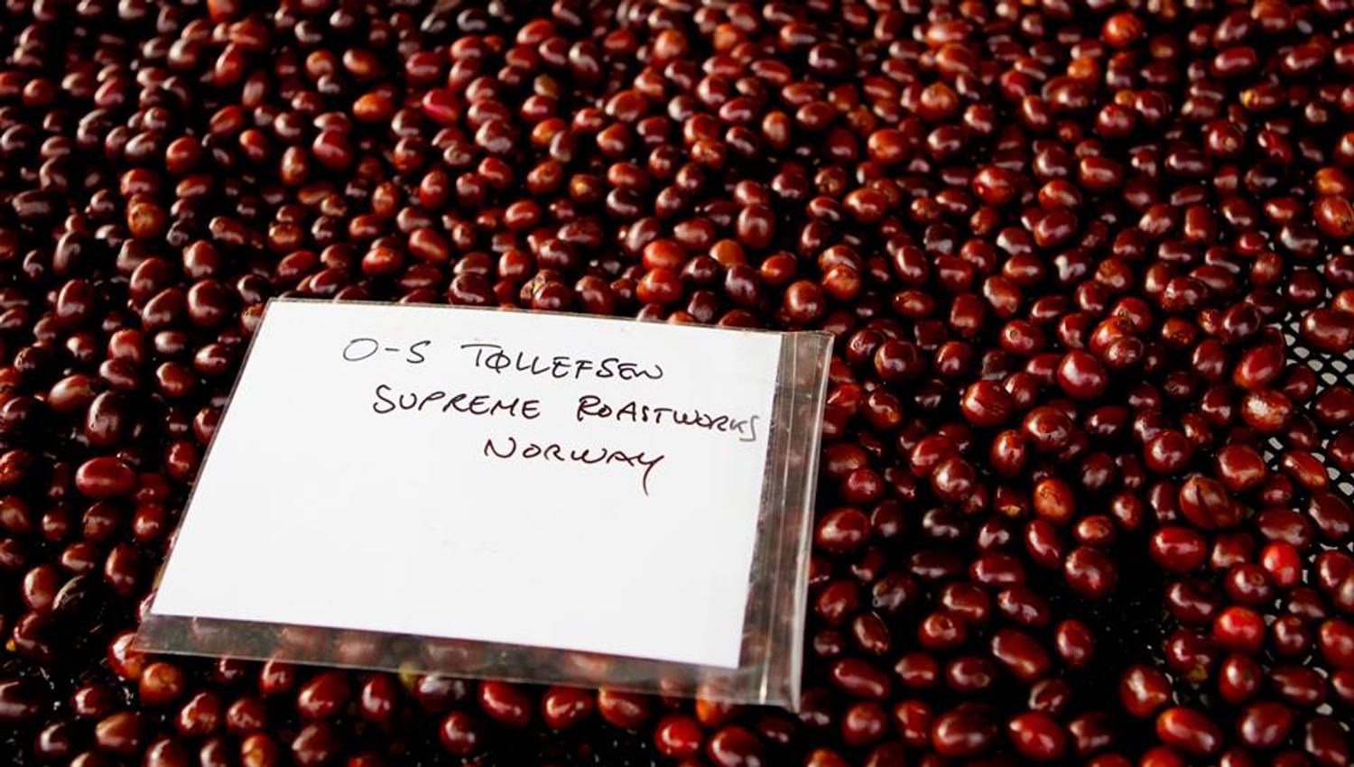 unroasted coffee beans