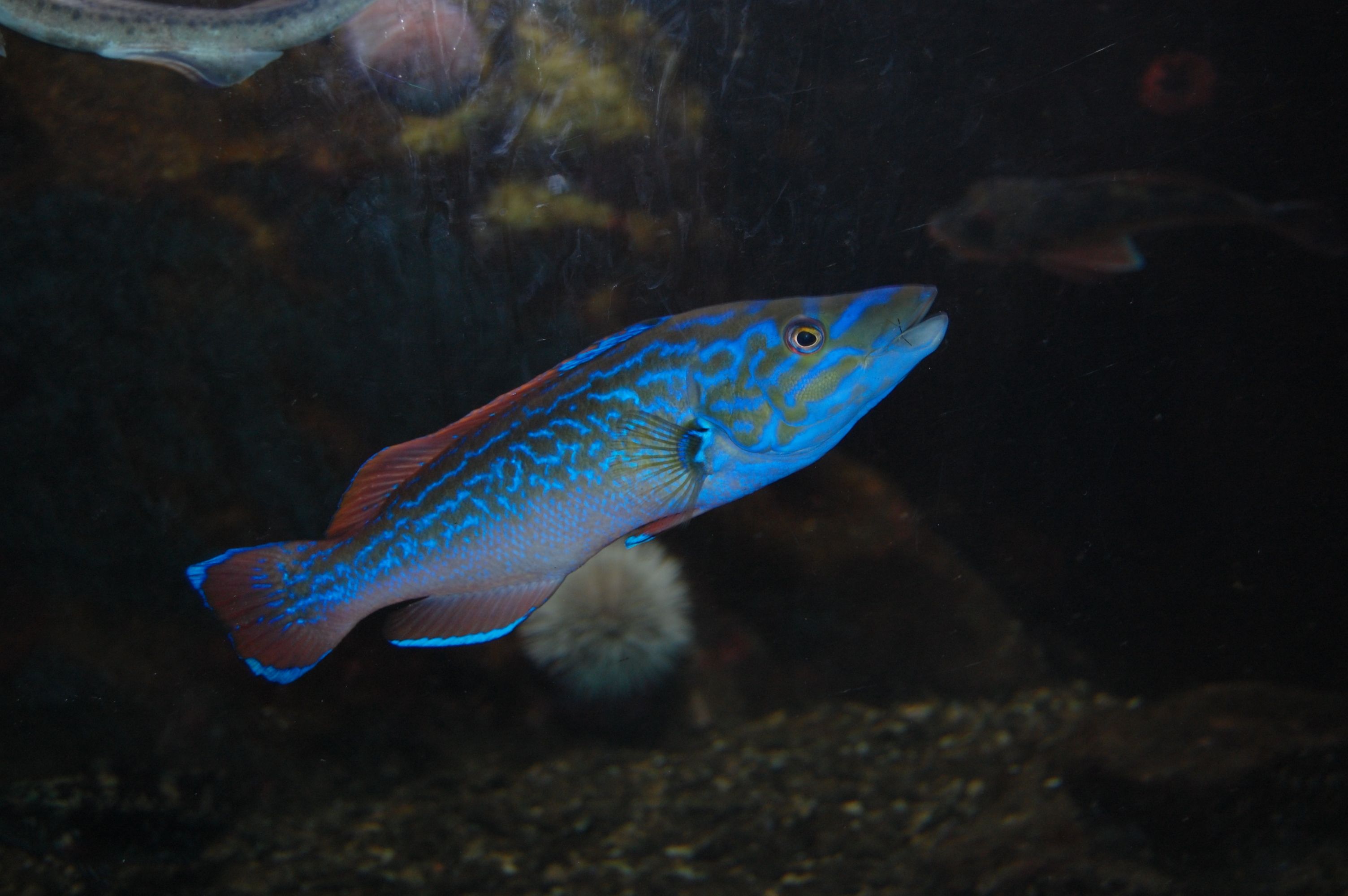 Blå fisk i vann, drøbak akvarium