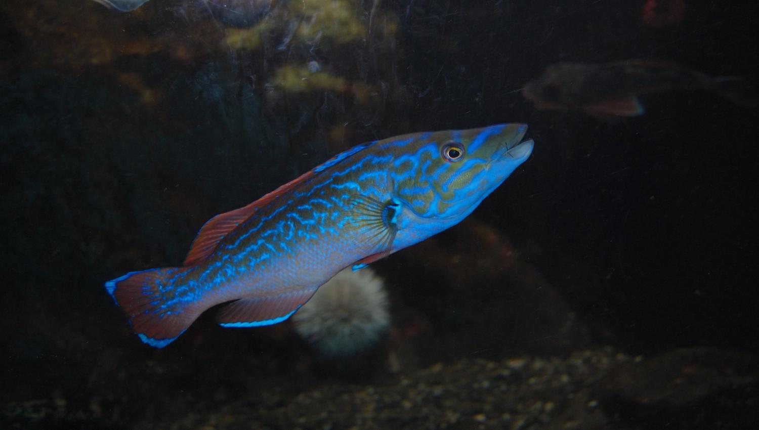 Blå fisk i vann, drøbak akvarium
