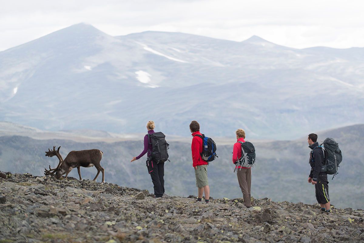 Turfølge møter reinsdyr på Besseggen.