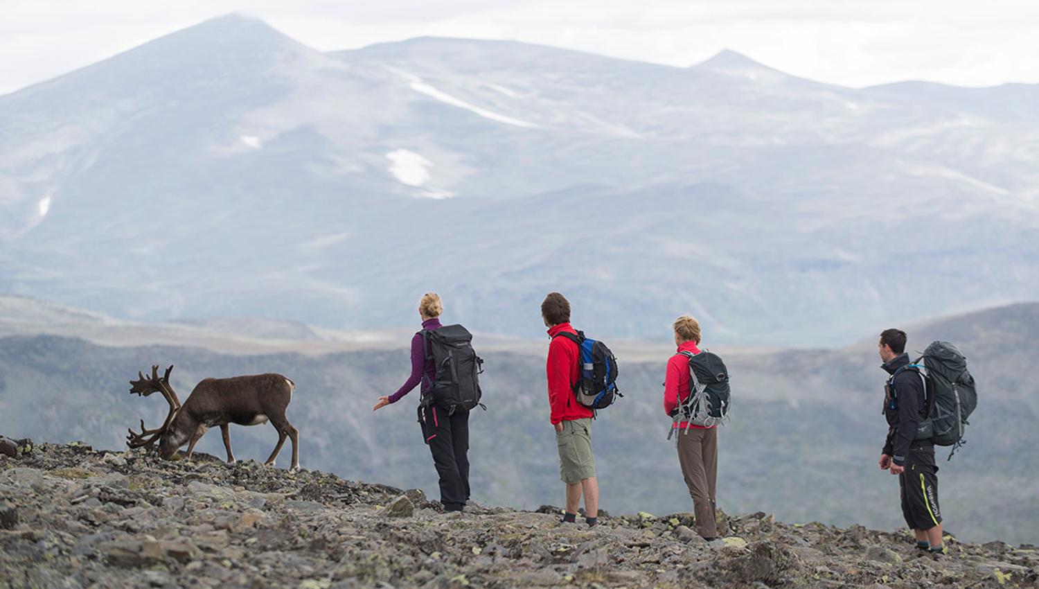 Turfølge møter reinsdyr på Besseggen.