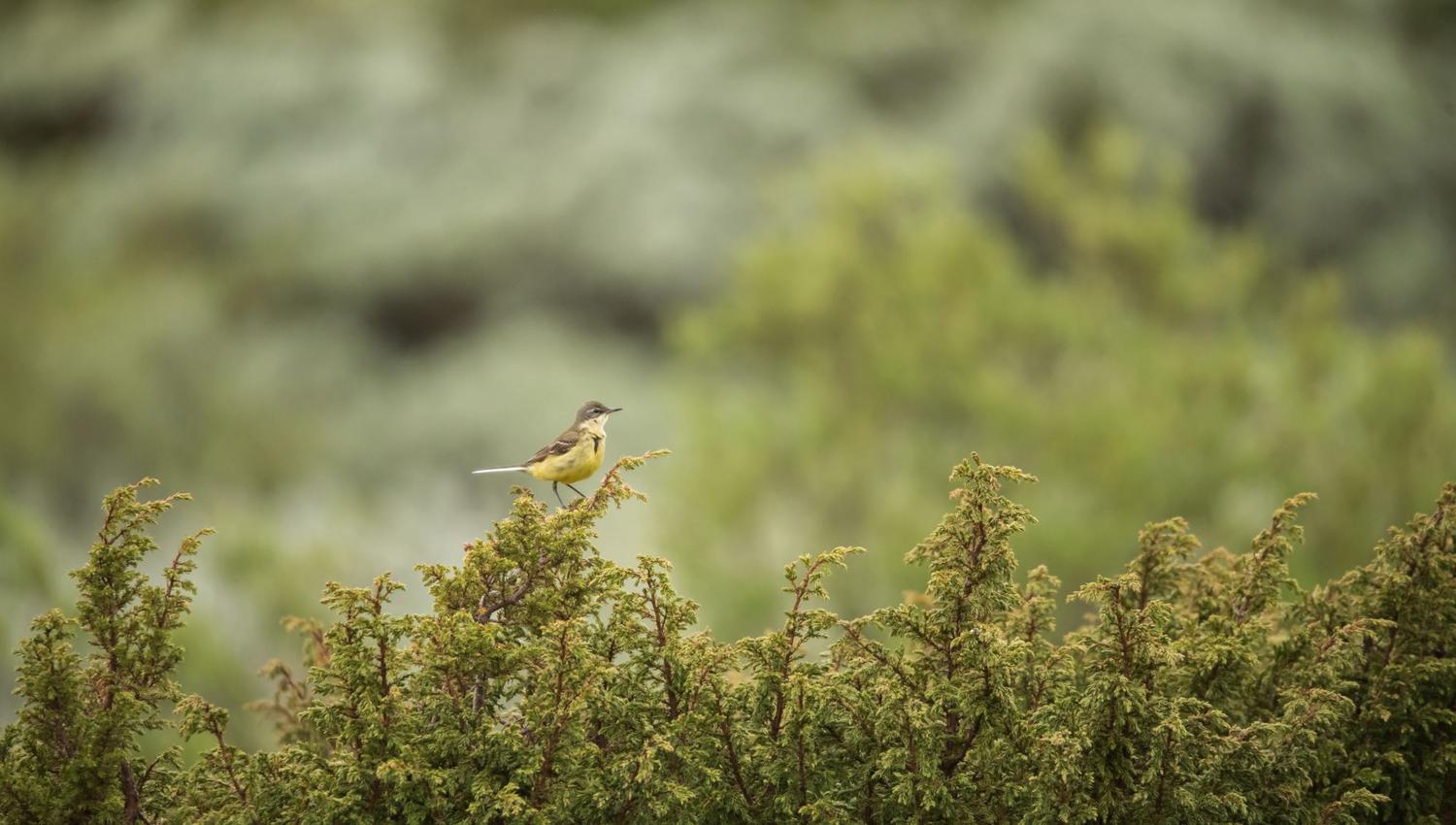 Bird watching with guide