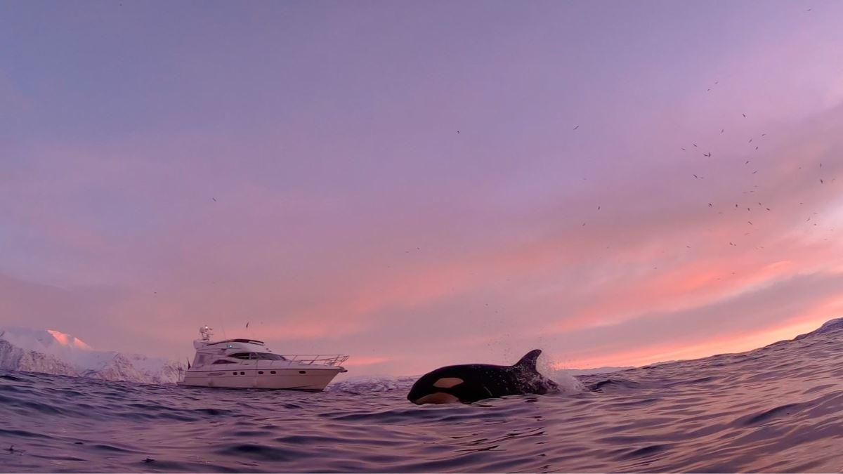 Whale Watching on the yacht Leah William