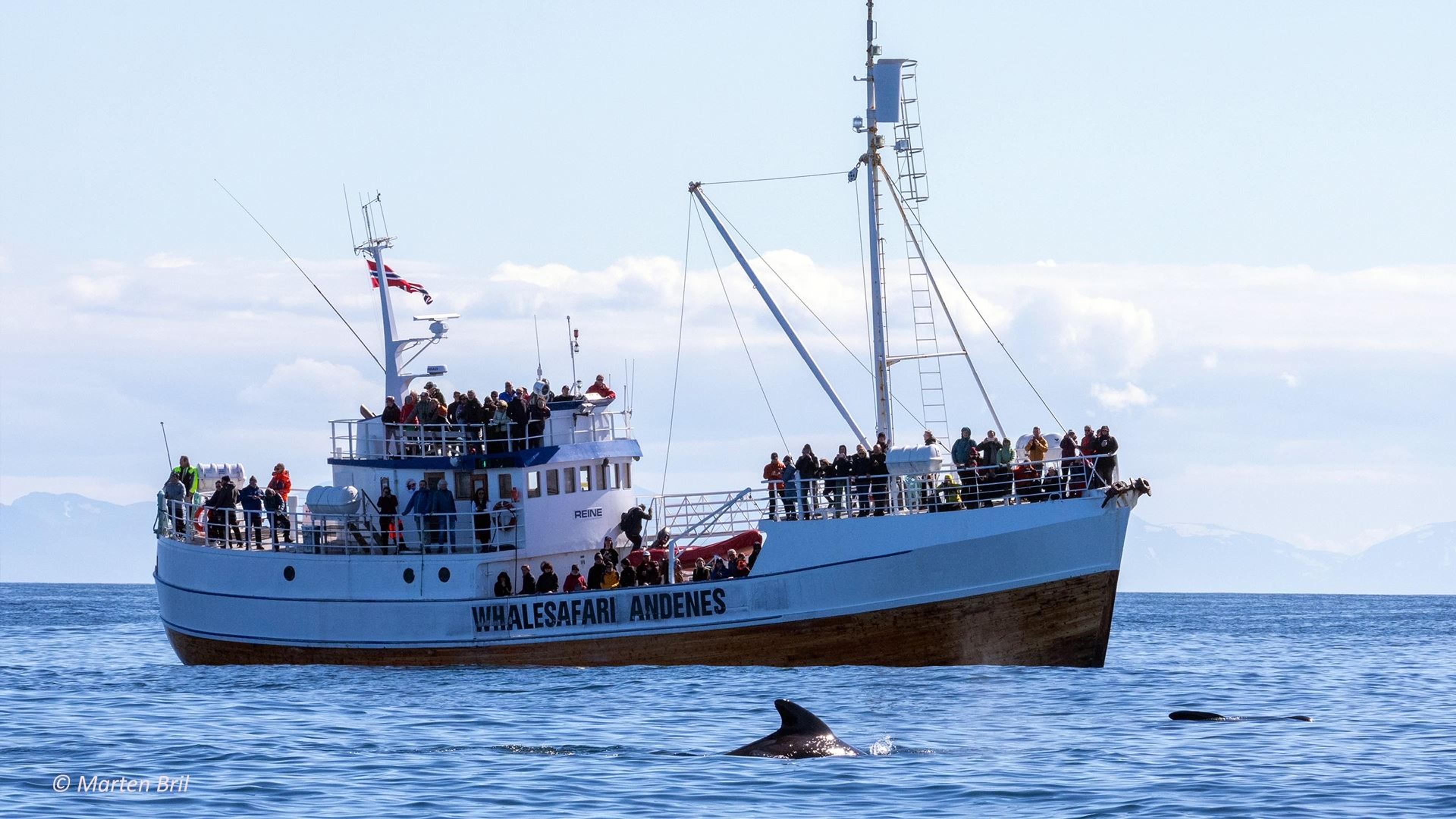 Whalesafari Andenes