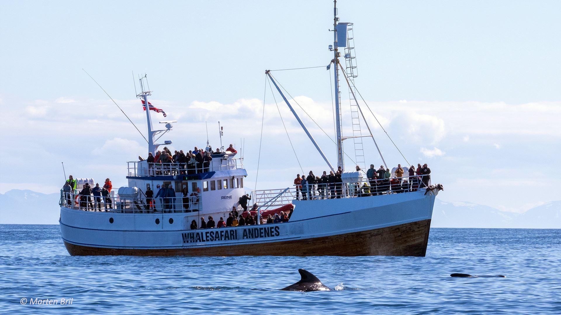 Whalesafari Andenes