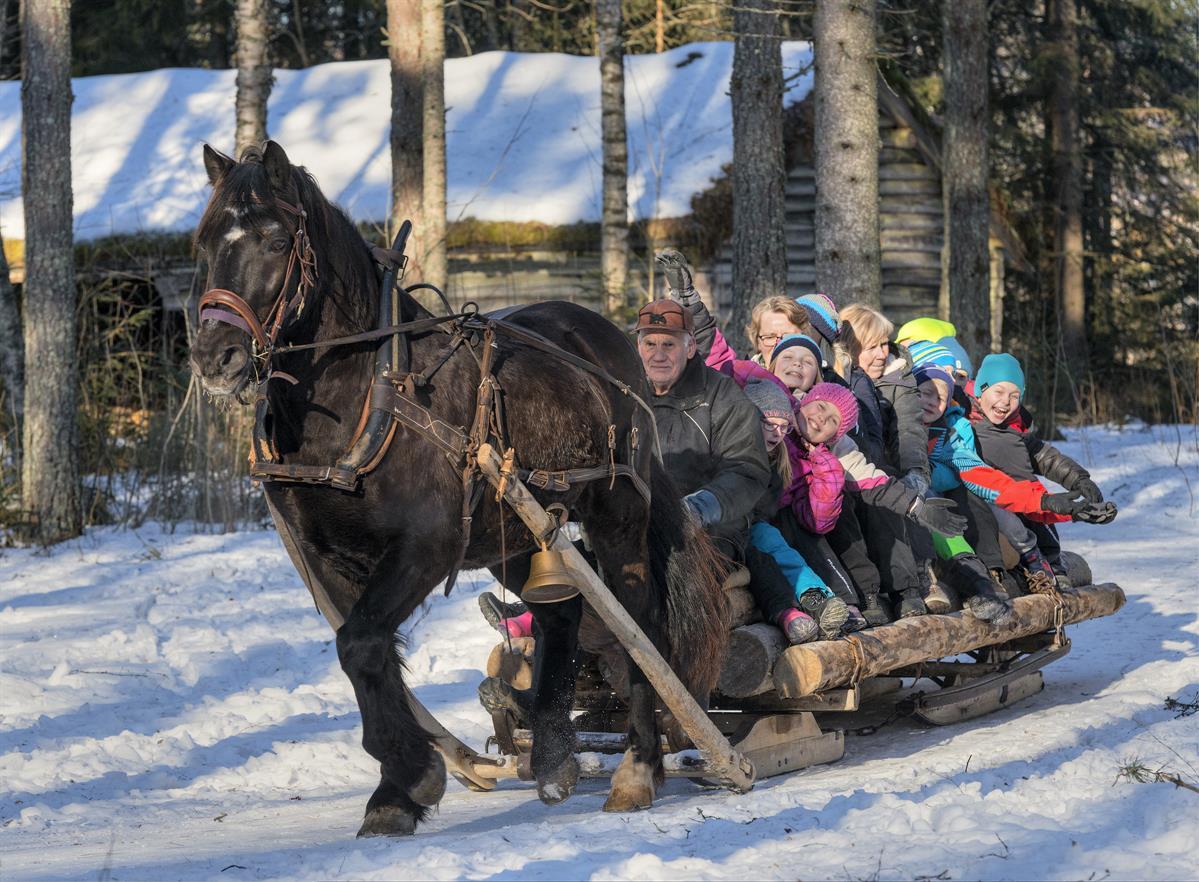 Horse and sleigh at Anno Norwegian Forest Museum