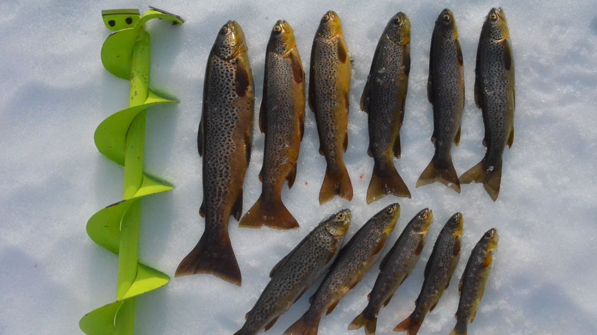 Different fish that were caught on the tour displayed on snow