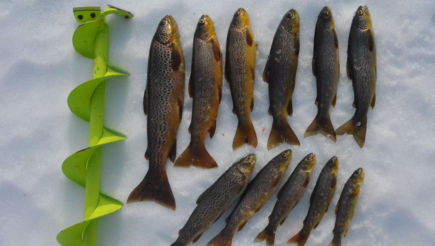 Different fish that were caught on the tour displayed on snow