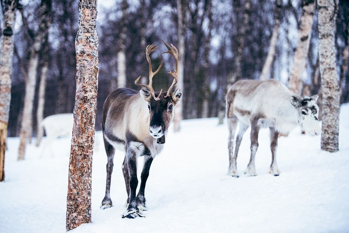 Reindeer check out the guests