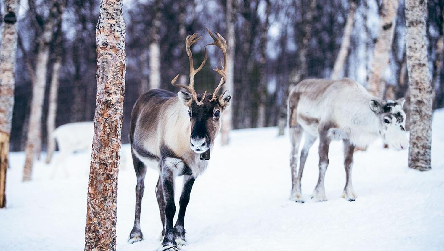 Reindeer check out the guests