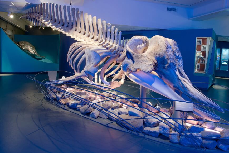 Hvalskjelett på Norges arktiske universitetsmuseum i Tromsø