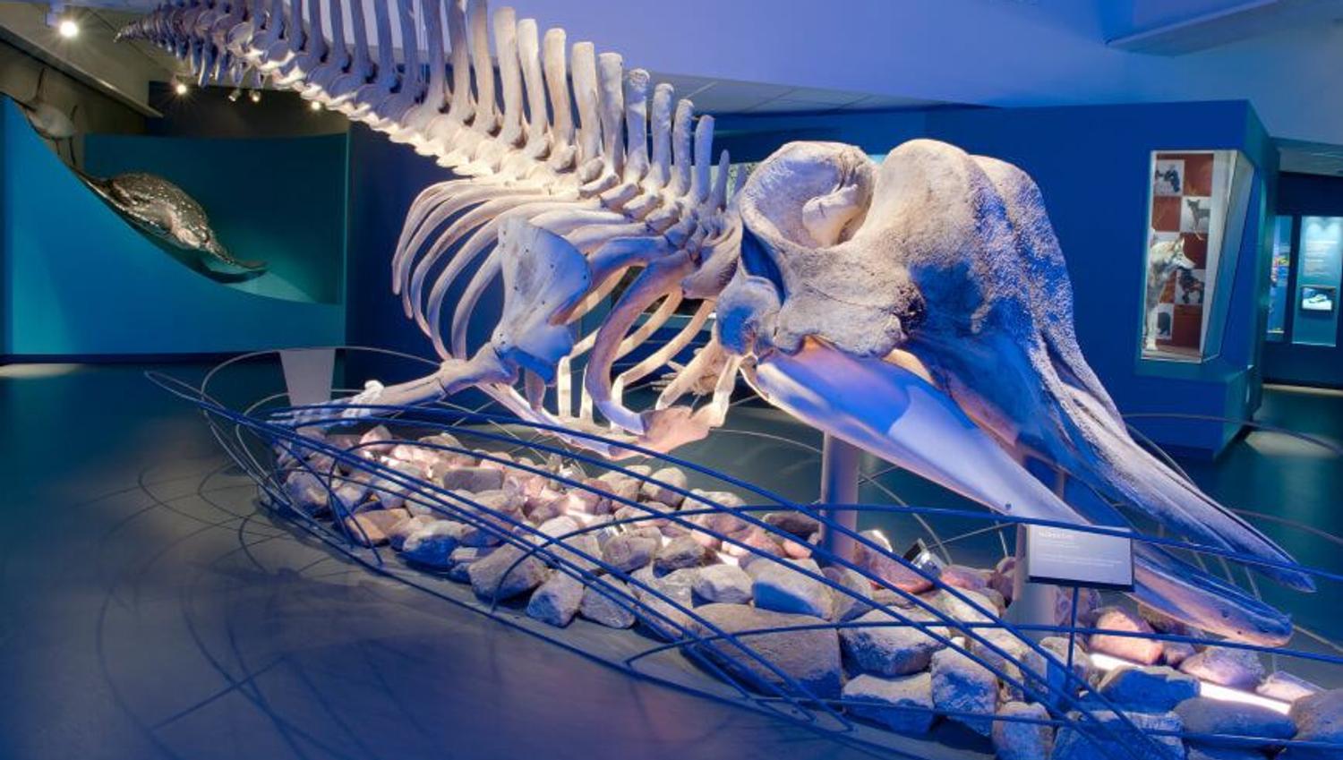Hvalskjelett på Norges arktiske universitetsmuseum i Tromsø