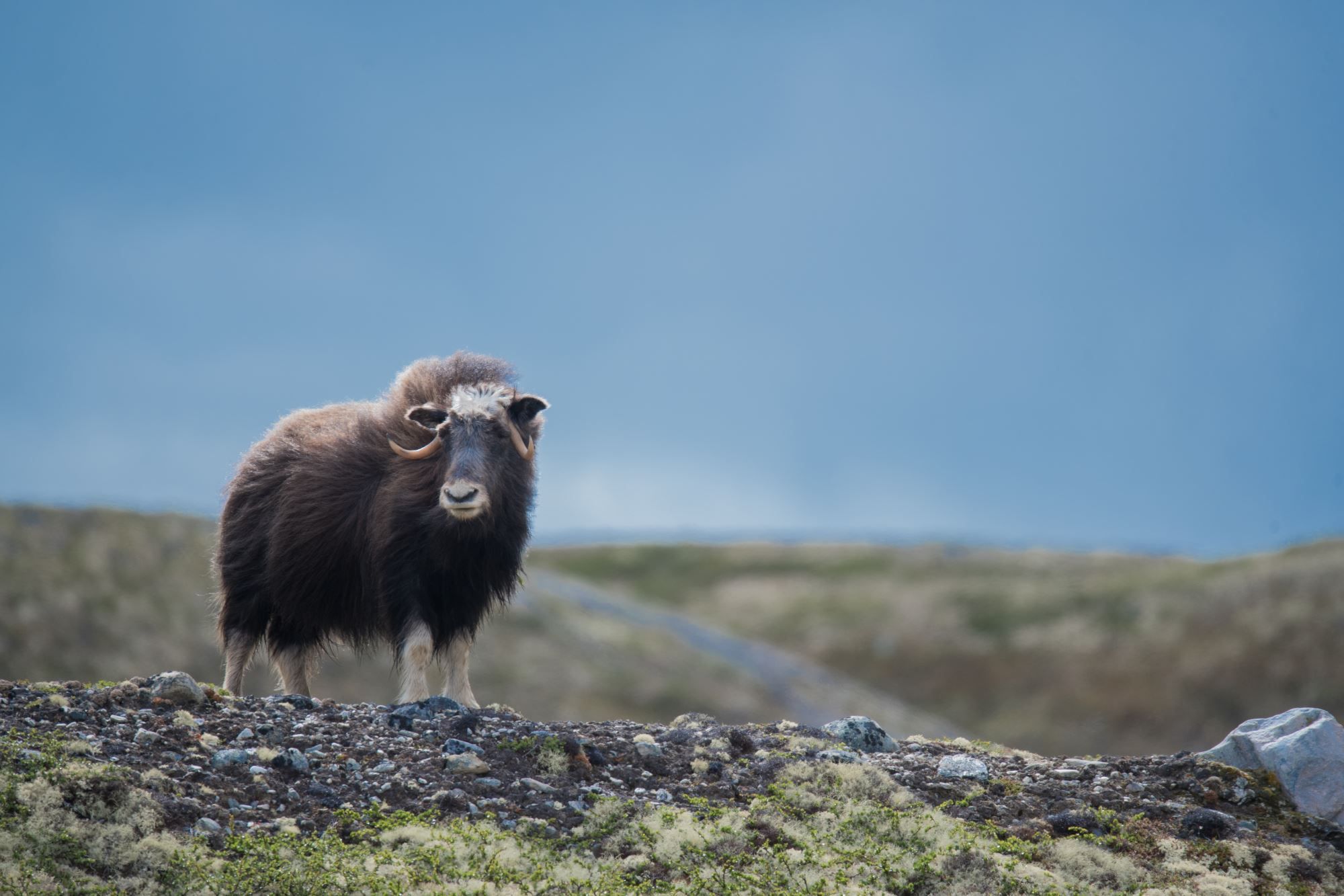 Moskussafari