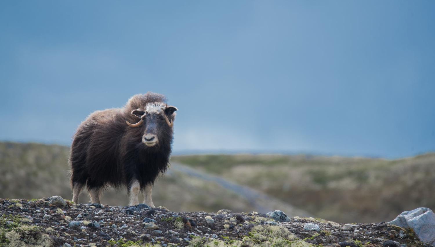 Moskussafari