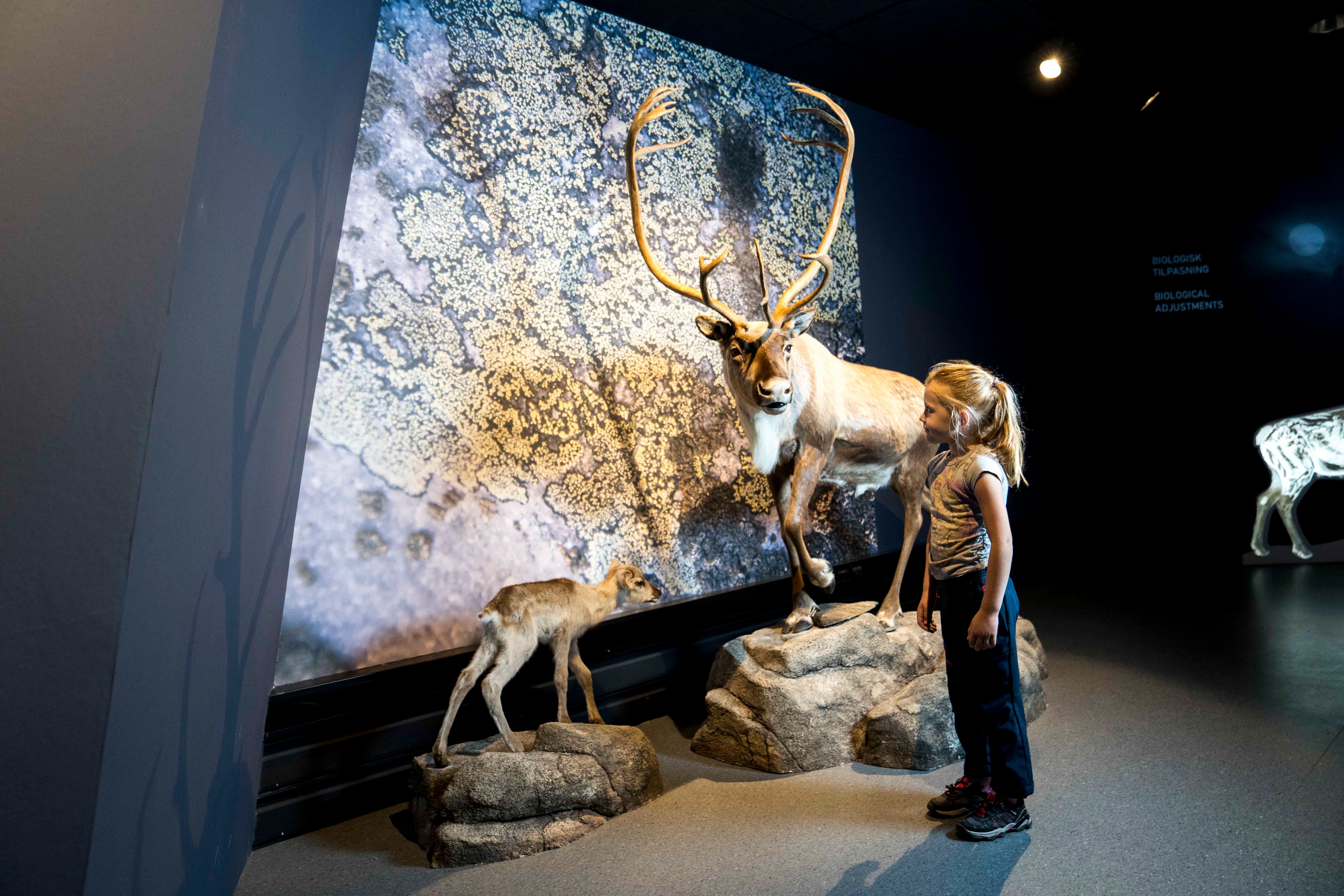 reindeer exhibition at Hardangervidda National Park Center 