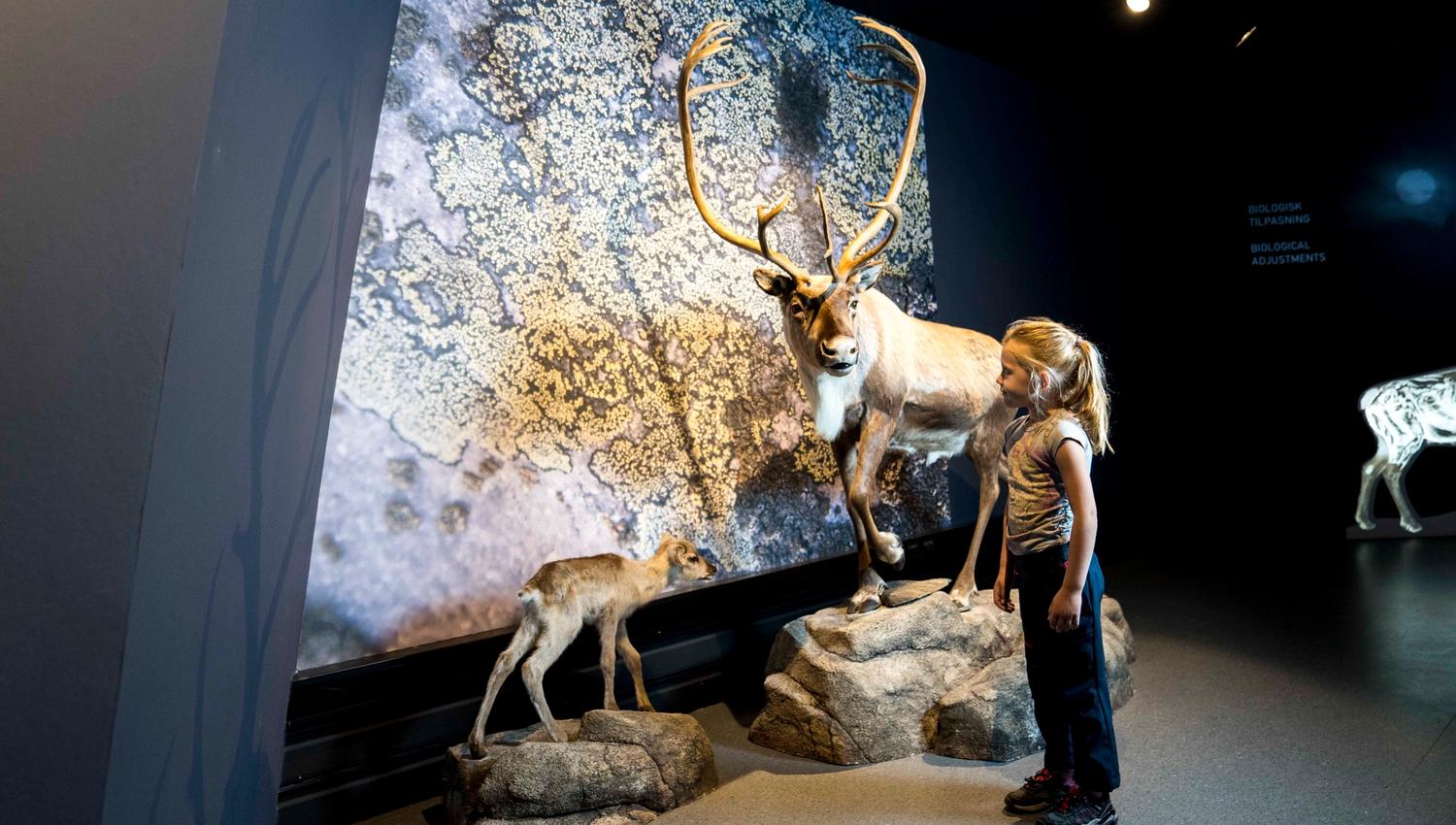 reindeer exhibition at Hardangervidda National Park Center