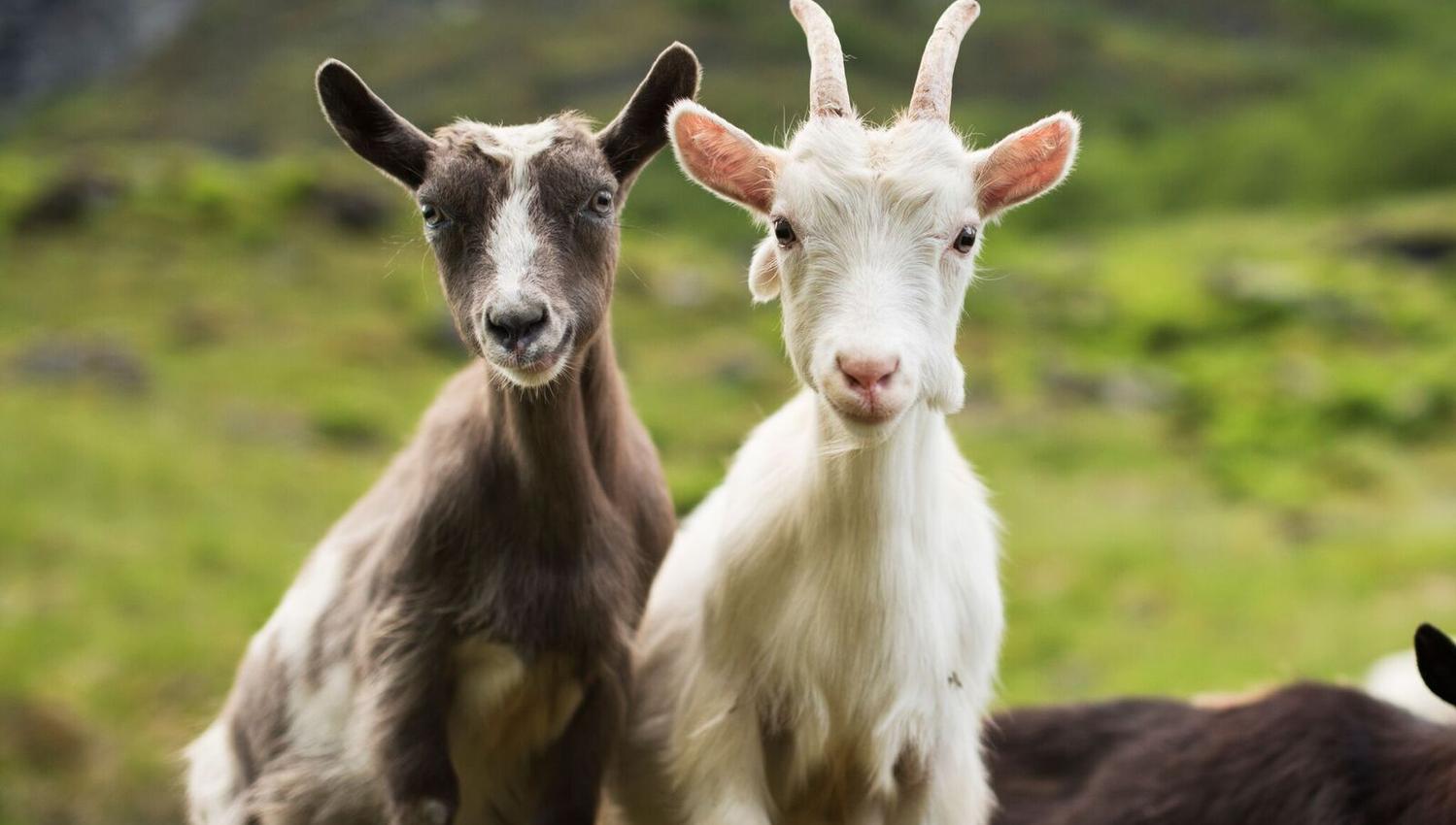 FjordSafari & Vandretur