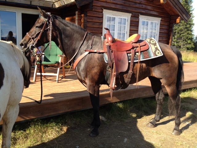 snåsa dravlandseteren (8)